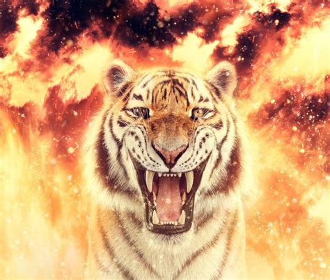 Tiger Roar On Fire Energy Power Or Anger Stock Illustration