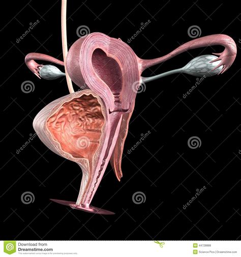 Organ diagram foot diagram kidney diagram stomach diagram ear. Female reproductive system stock illustration ...