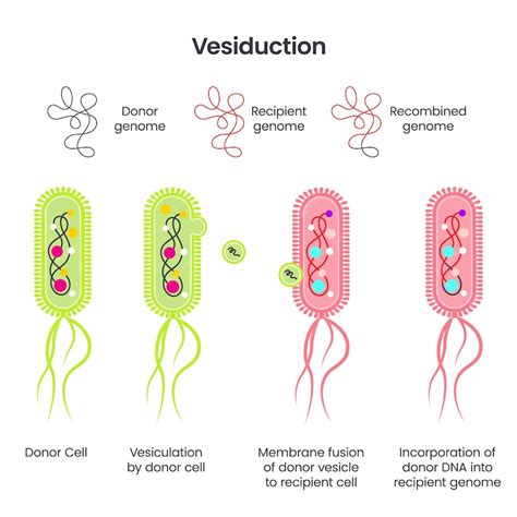 Premium Vector Horizontal Gene Transfer In Bacteria Via Vesiduction