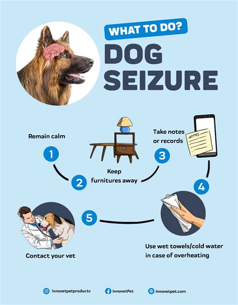 What Can I Do When My Dog Is Having A Seizure