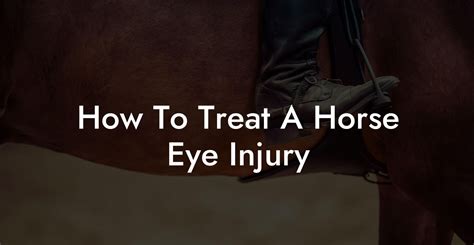 How To Treat A Horse Eye Injury How To Own A Horse
