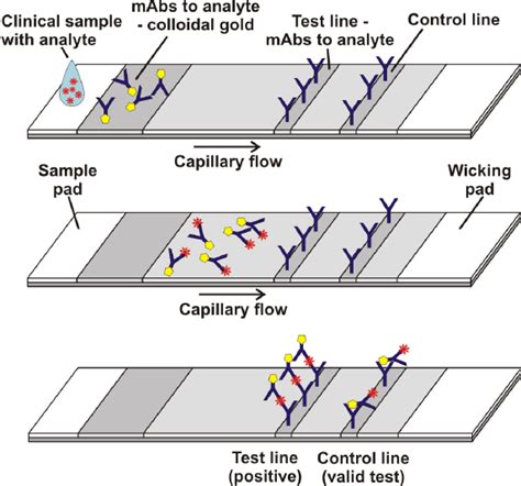 Schematic Of A Lateral Flow Assay With Colloidal Gold As Label Download Scientific Diagram