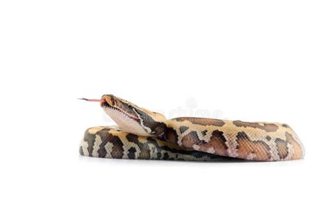 Sumatran Short Tail Python Isolated On White Background Stock Image