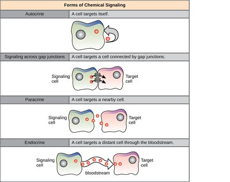 Signaling Molecules And Cellular Receptors Openstax Biology 2e