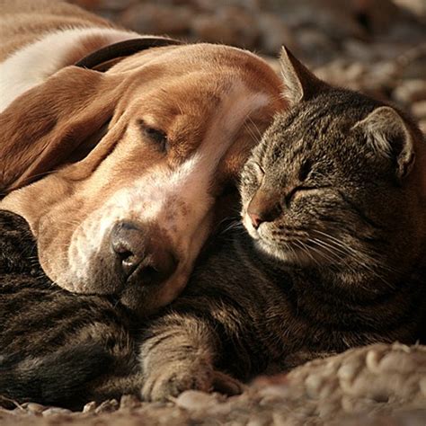 These Cute Animal Bffs Will Make Your Heart Melt Slice