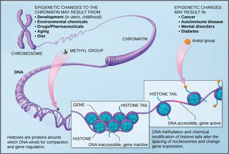 Epigenetic Control Regulating Access To Genes Within The