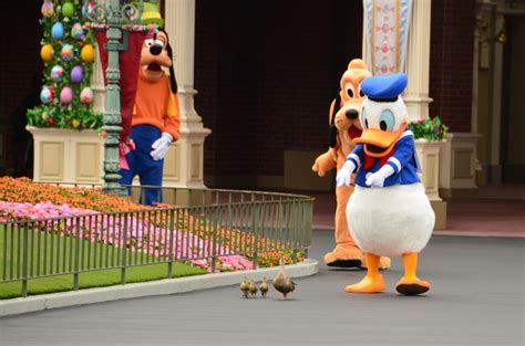 Donald Duck And Real Ducks Raww