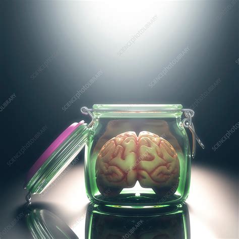 Human Brain In Glass Jar With Lid Open Stock Image