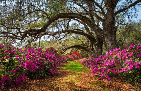 Charleston Sc Spring Flowers Scenic Landscape South