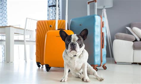How To Travel With Your Dog A Complete Guide To Traveling With A Dog