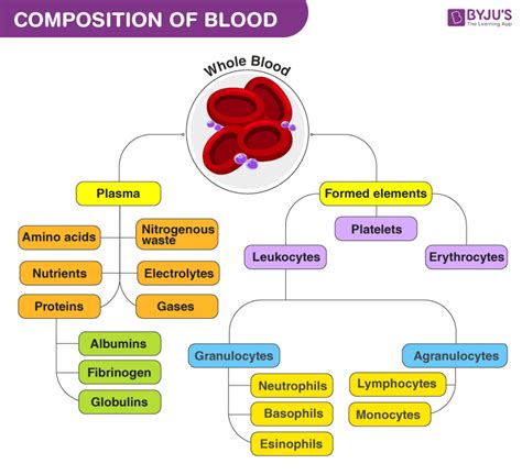 Composition Of Blood And Its Functions Plasma And Corpuscles