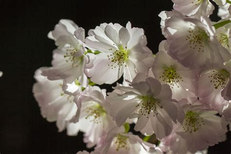 Cherry Blossom Flowers Plant Free Photo On Pixabay Pixabay