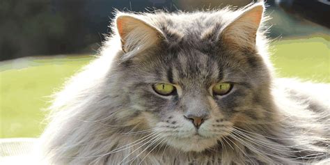 Main coon cat breeder selling and breeding beautiful healthy cats. Maine Coon Cats As Pets: Cost, Personality, Health ...