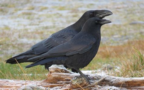 Crow And Raven Comparison Picture On The Homer Spit Today Crow