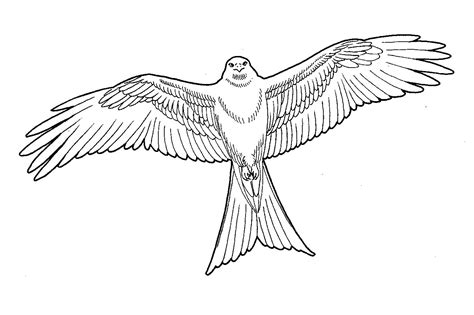 20 New For Drawing Picture Of Kite Bird Sarah Sidney Blogs