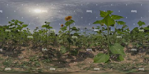360° View Of Sunflower Fields Forever Alamy