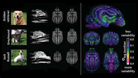 Breeding Has Shaped Dogs Brains Mri Scans Reveal