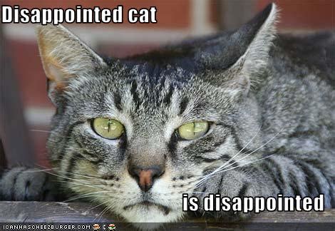 Take me to the salon. Disappointed cat is disappointed - Cheezburger - Funny ...