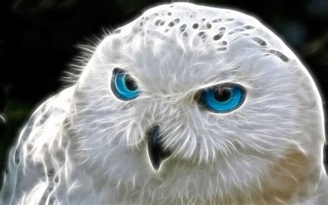 Snowy Owl Wallpaper And Screensavers Wallpapersafari