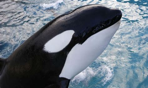 Killer Whale Wikie Learns To Mimic Humans In World First Says Hello