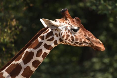 Žirafa Síťovaná Zoo Brno Petr Študent