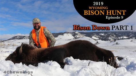 Bison Hunt Wyoming 2019 Bison Down Part One Youtube