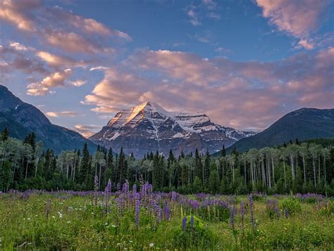 Mount Robson Canadian Rockies British Columbia Tree Flowers Clouds