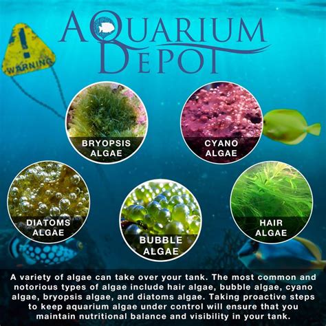 Controlling Algae In Your Aquarium An Experts Guide My Reef