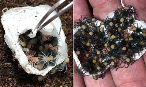 Grim Moment Dozens Of Deadly Funnel Web Spiders Burst Of Their Mothers
