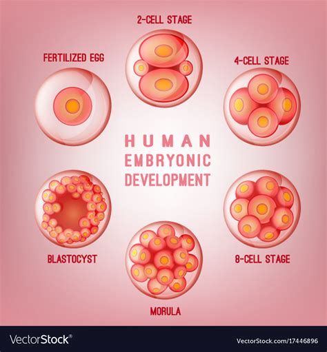 Embryo Development Image Royalty Free Vector Image