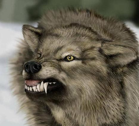 We take a look at 17 majestic big white fluffy dog breeds slovensky cuvacs are very brave and protective, and they've been known to face down bears, wolves, and coyotes without showing an ounce of fear. Animal Photo: Big Dog Breeds Hairy