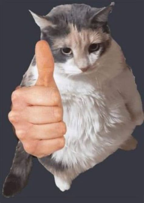 Cat Thumbs Up Looking At You Cat Memes Reaction Pictures Cat Theme