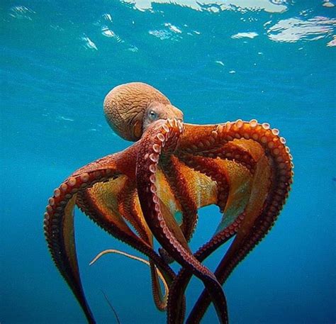 Gorgeous Octopus Criaturas Marinhas Animais Animais