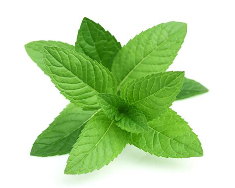 Shakahari Blog — For Shakahari People Around The World Herbs Mint