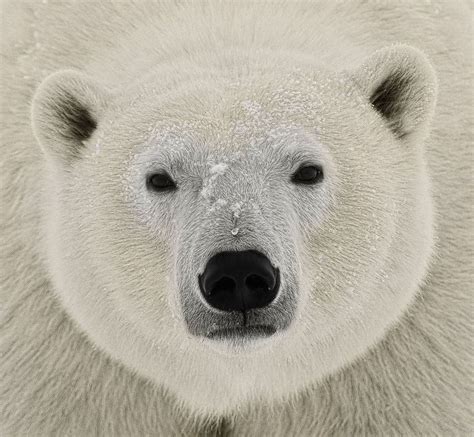 White And Black Polar Bear Face Polar Bear Bear