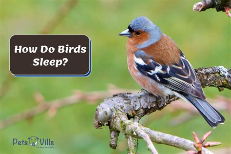 How Do Birds Sleep At Night Interesting Facts And Guide