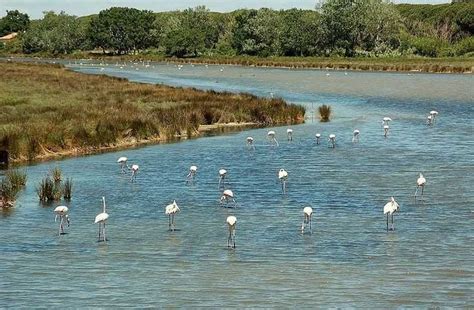 Top 10 Most Important Wetlands In The World Wetland World Water
