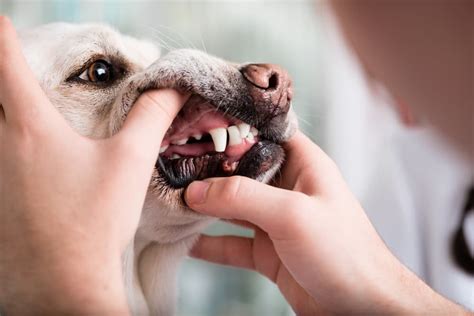 Canine Papilloma Virus Great Pet Care