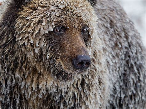 A Grizzly Bear In Canadas Yukon Wears A Coat Of Ice In This National