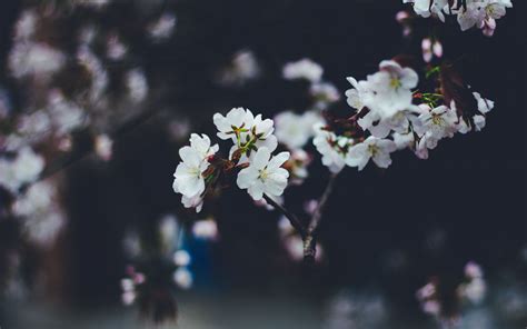 Download Wallpaper 3840x2400 Flowers Spring Bloom Blur Branches 4k