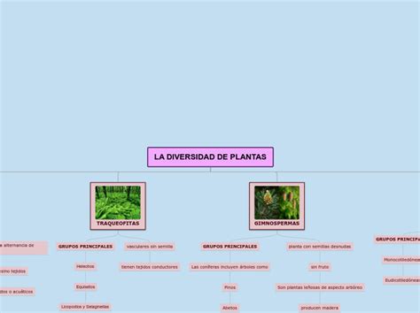 La Diversidad De Plantas Mind Map