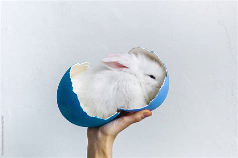 A Bunny In Egg Crack By Stocksy Contributor Duet Postscriptum Stocksy