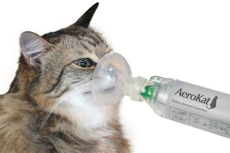 Best Cat Inhaler Masks For Asthma In 2023 Ultimate Comparison Technomeow
