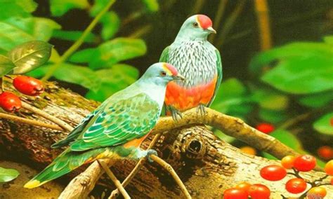 The World Of Birds Beautiful Colorful Birds Hd Wallpaper