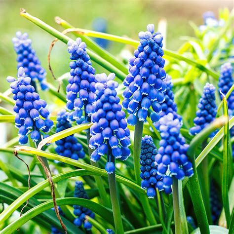 Muscari Armeniacum Grape Hyacinth Pre Order Dispatched Mid September