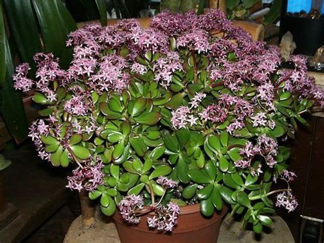Maybe you would like to learn more about one of these? Jade with pink flowers. | JADE PLANTS | Pinterest