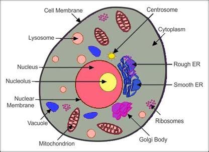 We did not find results for: a draw a well labeled diagram of animal cell b name the ...