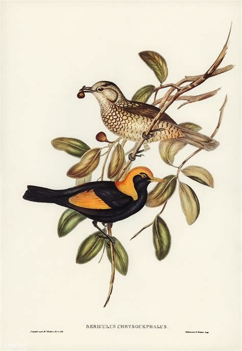 Antique Illustration Bird Illustration Birds Of Australia John Gould