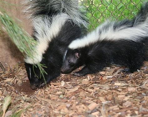 Skunks The Humane Society Of The United States