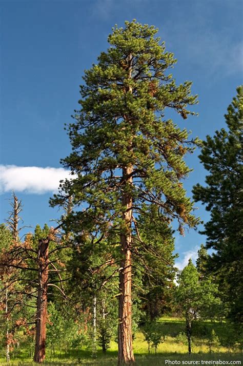 Types Of Pine Trees Heroesreka
